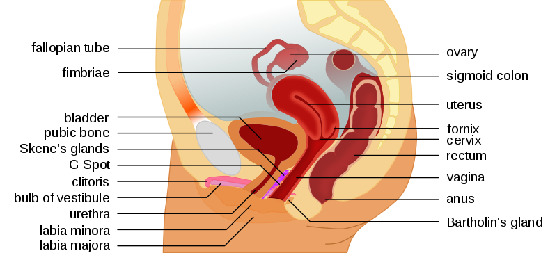vaginal anatomy